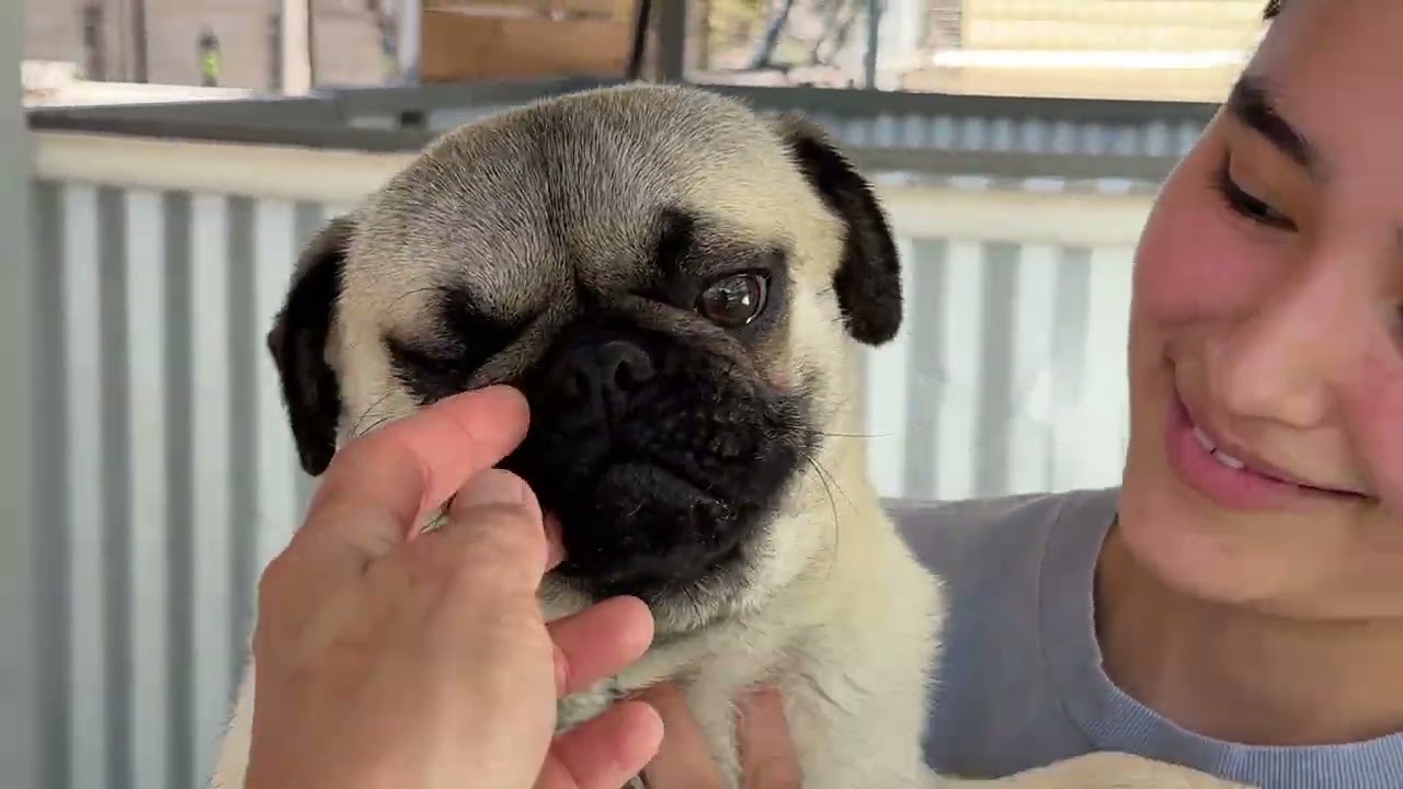 Enlarge Drumstick: I like chickens, a Adoptable mixed breed in San Antonio, TX video 4/4