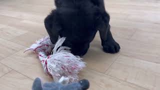 ラブラドールレトリーバーの動画01