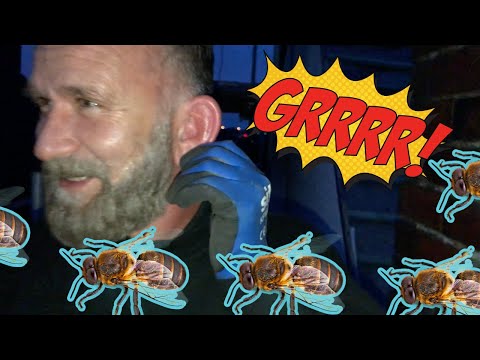 Quando le api attaccano! Guarda come rimuoviamo una colonia di api vive da un camino!