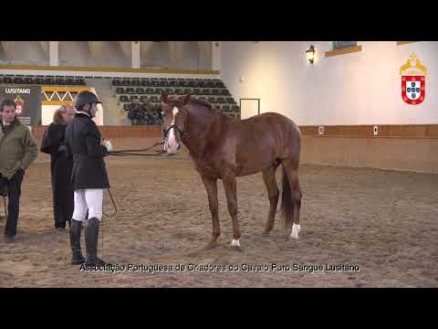 220129 25 Licoroso - Aprovação de Garanhões