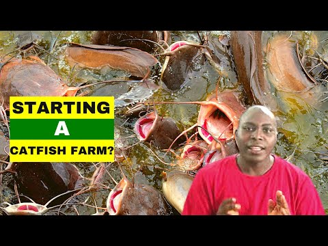 , title : 'STARTING A CATFISH FARM? Basic Requirements For Fish Farming'