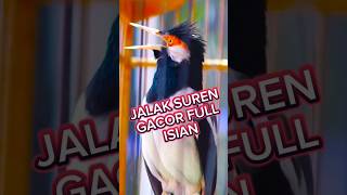 Download lagu jalak suren gacor, #jalak suren gacor mompa, #jalak suren gacor isian mewah,#burung #birds mp3 Download lagu jalak suren gacor, #jalak suren gacor mompa, #jalak suren gacor isian mewah,#burung #birds mp3