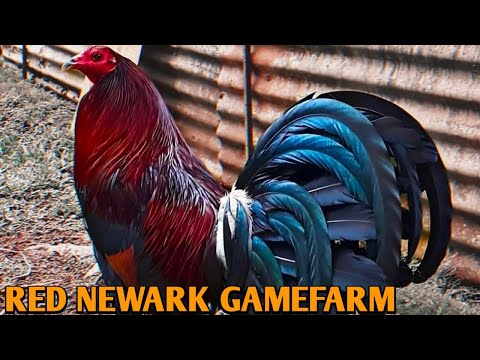 Penny Hatch Joe Goode Grey Roundhead - RED NEWARK FARM