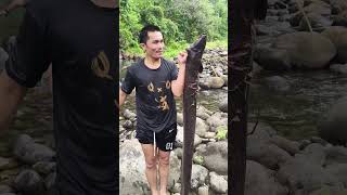 13 kilos Monster Eel | KASILI, IGAT o PALOS 😮 #fishing #kasili #igat #palos #eel #sidat