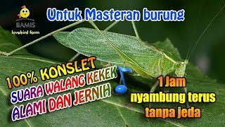 Download lagu SUARA MASTERAN WALANG KEKEK ASLI TANPA JEDA DAN JERNIH 1 jam || BAMIS LOVEBIRD farm mp3 Download lagu SUARA MASTERAN WALANG KEKEK ASLI TANPA JEDA DAN JERNIH 1 jam || BAMIS LOVEBIRD farm mp3