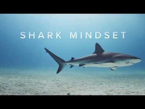 Shark Mindset - Walter Bond