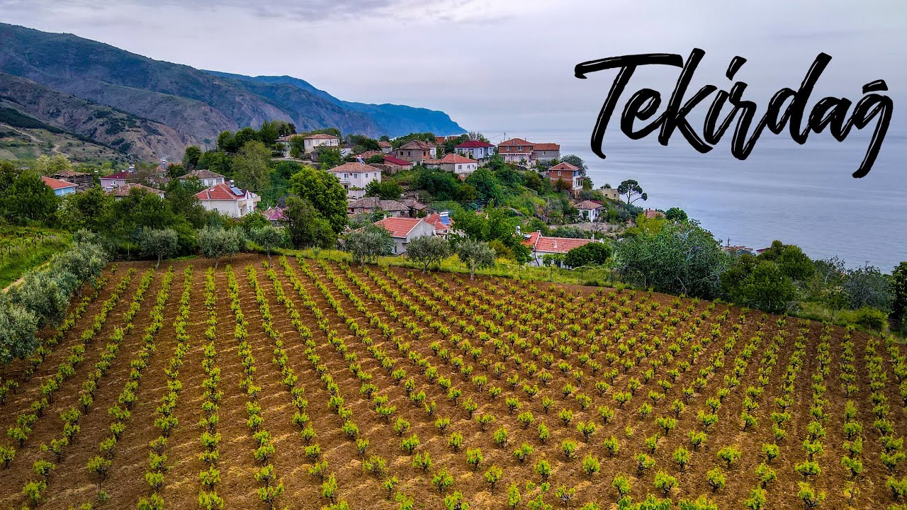 TEKİRDAĞ GAZİKÖY GANOS DAĞLARI - ÜZÜM BAĞLARI - ŞARKÖY ÜZÜMÜ