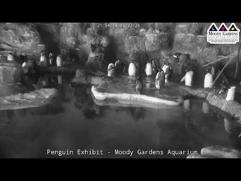 Moody Gardens Penguin Cam LIVE | Penguin Habitat Stream at the Aquarium in Galveston, Texas