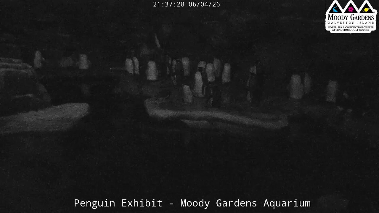 Live webcam view of Hábitat de pingüinos Moody Gardens