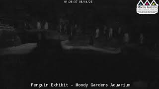 Moody Gardens Penguin Cam LIVE | Penguin Habitat Stream at the Aquarium in Galveston, Texas