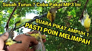 Download lagu Suara Pikat Sogon Susah Turun Sogon Ngerti Pulut Sogon Faham Mp3 Pakai Ini Pasti Poin Melimpah mp3