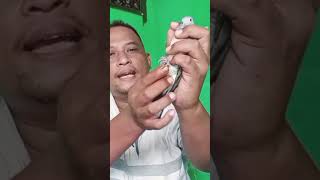 Download lagu The characteristics of local turtle doves that are easy to sing are as follows mp3