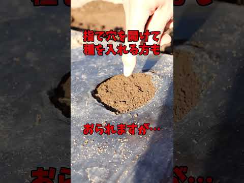 大根の葉に穴が空いてしまった！何のために ？それらをどのように治療すればよいでしょうか？  庭園