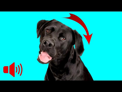 TEST YOUR DOG: 25 Sounds They Absolutely CAN’T Ignore! 🐶