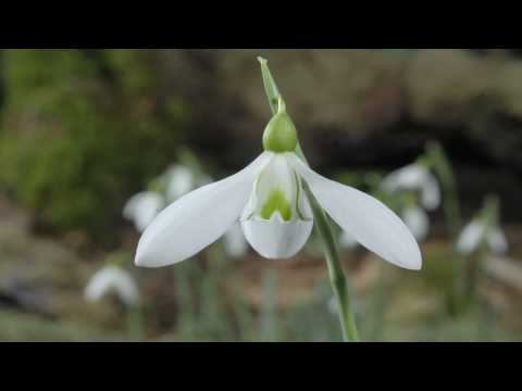 Snowdrop flower time-lapse