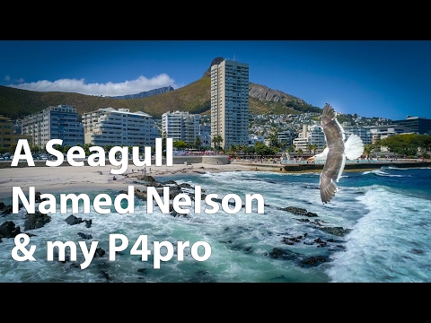 Phantom 4 Pro & a Seagull Named Nelson