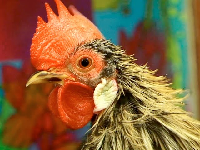 Какой он символ будущего года?