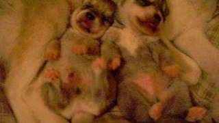 Sleeping Puppies Dance Party