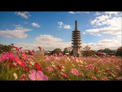 Sounds of the Journey Episode 062 — Cosmos Wind at Hannya-ji (Harp) | Nara ambient BGM