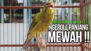 Download lagu Kenari GACOR ngeroll PANJANG AMPUH untuk PANCINGAN & MASTERAN Kenari PAUD cepat BUNYI !! mp3