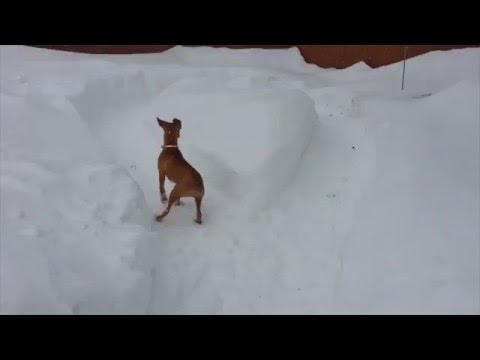 סרטון מרדף כלבים מצחיק בשלג