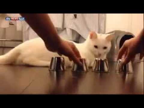 wooah..!! that cat is fast..!!