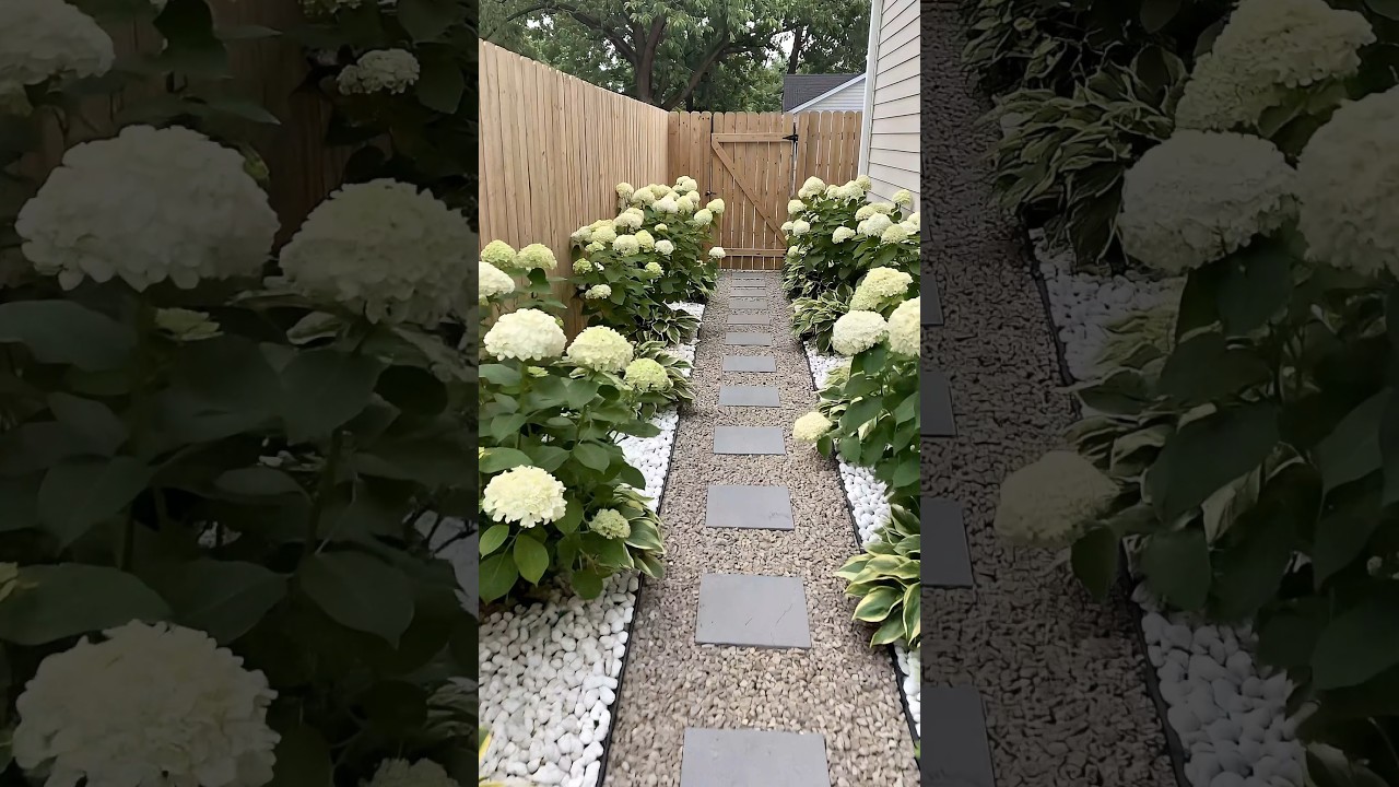 Elegant Side Yard Garden Path 🌿✨#sideyardgarden #gardenpath #minimalistgarden #hydrangea
