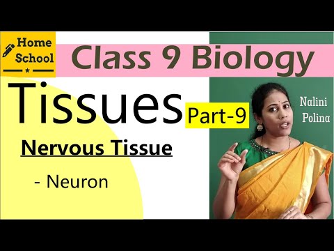 Tissues class 9 biology Part-9