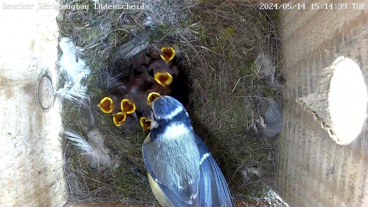 Die Gaga-Blaumeise scheint medikamentös gut eingestellt zu sein! | 14.05.2024