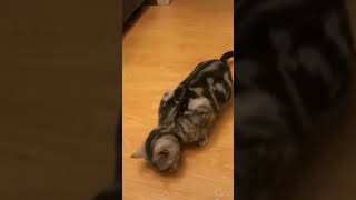 ☆Super Cute Animals☆Cute cats and funy dogs＆cat　videos compilation2021C㉛#Shorts