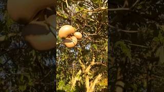 ¿Cómo se llama ese fruto? #travel #turismoelsalvador #curiosidades #camping #conociendoelsalvador