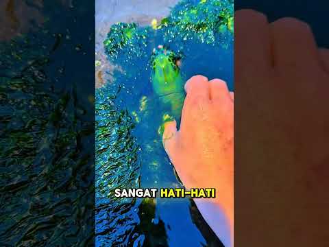 Berburu Seafood Malam Hari! Gurita Raksasa, Udang Mantis & Kepiting Dapat Semua! #shorts