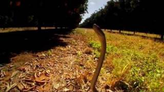 Deadly Black Mamba faster than people can run