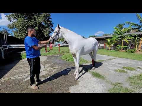 BORRASCOSO - Gran Campeón Del Caribe