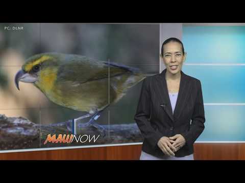 Project Aims to Increase Habitat for Threatened Maui Honeycreeper