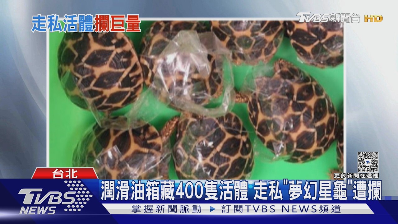 影音/千支肉毒、印度星龜通通有!調查局破獲71起走私「攔截4噸肉品」