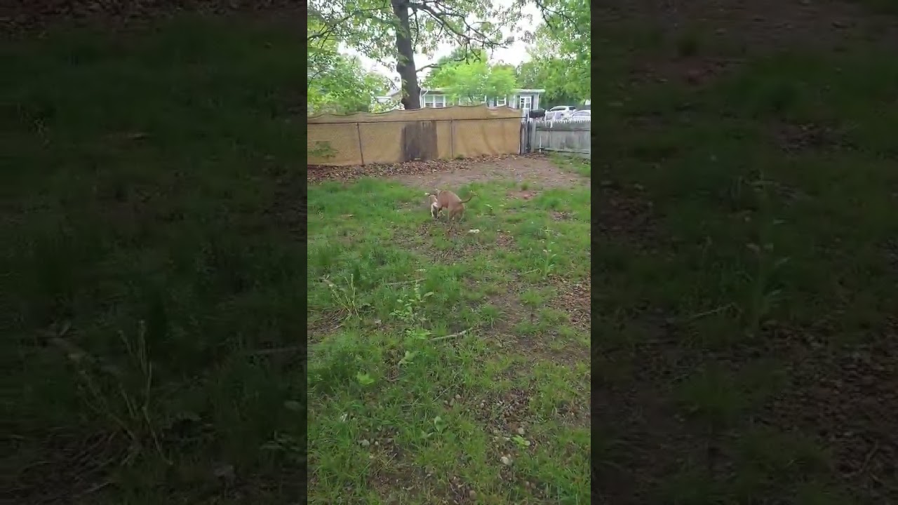 Gypsy, a ADOPTABLE mixed breed in Leominster, MA video 6/6