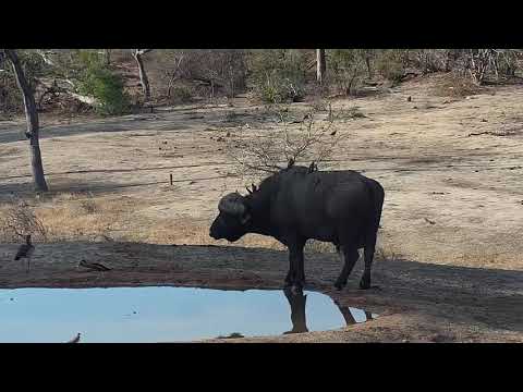 Djuma: Lone Buffalo bull - 16:33 - 11/05/19