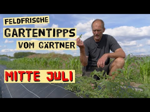 Gartenarbeiten Mitte Juli - Tomaten direkt auf dem Feld wachsen lassen, Aussaaten im Sommer