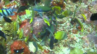 preview picture of video 'Alor island diving, fish frenzy feeding, florés, Indonésia'