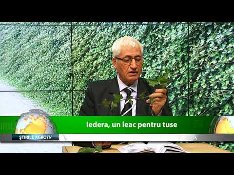 Iedera un leac pentru tuse 26 03 2020