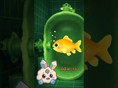 ปลาทองที่ตัวใหญ่ที่สุดในโลก!