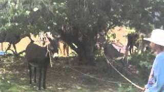 burro gay (chko)