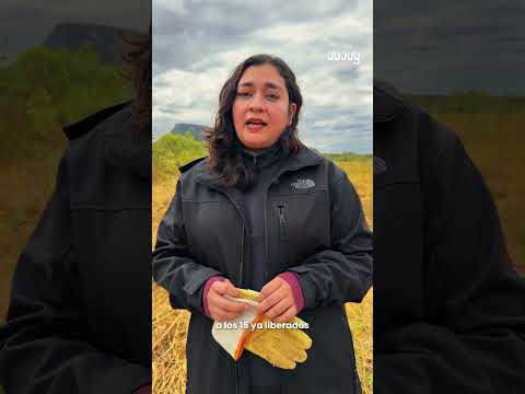 LIBERACION DE QUIRQUINCHOS EN JUJUY