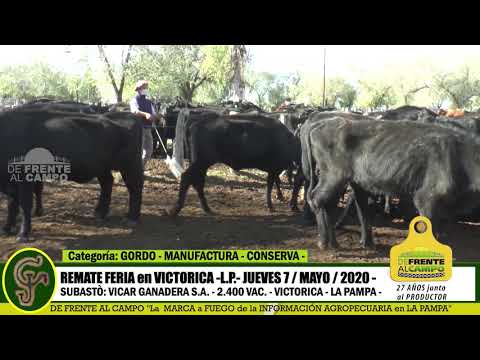 DE FRENTE AL CAMPO junto al SECTOR -VICAR GANADERA S.A. -VICTORICA -PARTE 1- JUE. 7 MAYO-