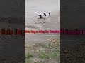 Cute Dog Is Going For Urination Whos That Dog PetLover FamilyDog Hammyandolivia CuteAnimals Nature F