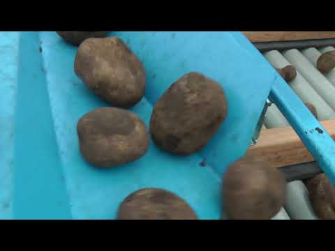EURO-Jabelmann Kartoffelsortierer V1 Alpha - Potato grader V1 Alpha