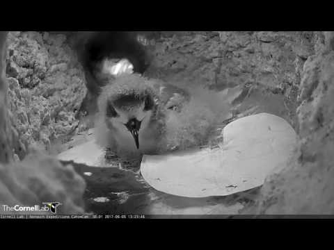 Fledging Approaches for Bermuda Petrel Chick – June 5, 2017