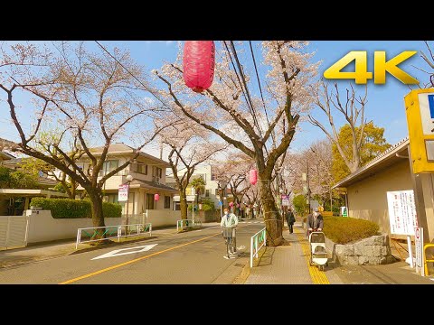 【4K HDR】Tokyo Cherry Blossom / Sakura (桜) - Fuchu