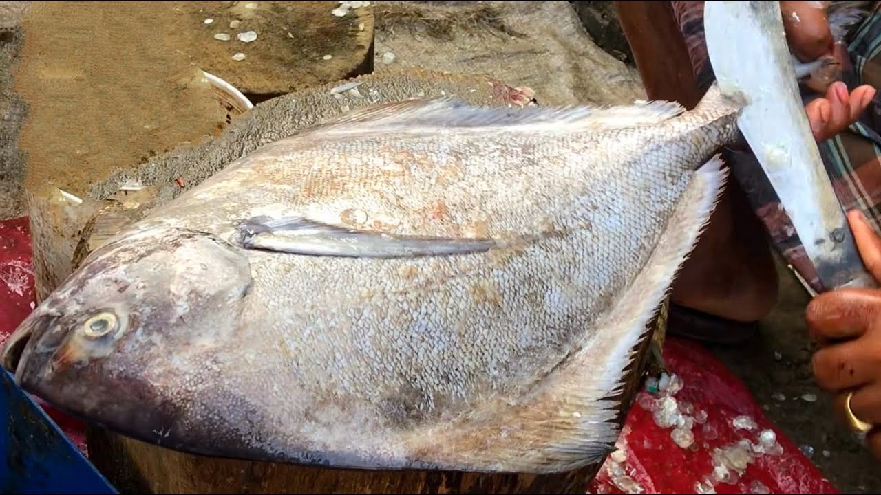 Incredibly Big Black Pomfret Cutting Skills By Bangladeshi Fisherman, Fastest Pomfret Fish Slicing